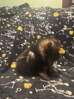 Beans, a female Pomeranian for sale in Burlington, IA – 8 of 8