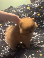 Beefy, a male Pomeranian for sale in Burlington, IA – 6 of 7