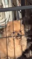 Beefy, a male Pomeranian for sale in Burlington, IA – 3 of 7