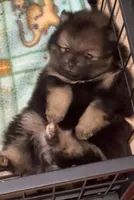 Beans, a female Pomeranian for sale in Burlington, IA – 2 of 8