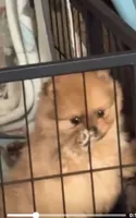 Beefy, a male Pomeranian for sale in Burlington, IA – 4 of 7