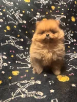 Beefy, a male Pomeranian for sale in Burlington, IA – 7 of 7