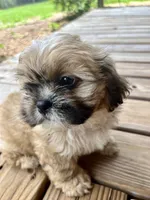 Captain Hook, a male Shih Tzu for sale in Jasper, FL – 1 of 10