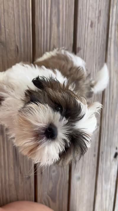 Woody, a male Shih Tzu for sale in Jasper, FL – 10 of 10
