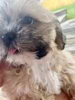 Captain Hook, a male Shih Tzu for sale in Jasper, FL – 4 of 10