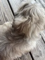 Captain Hook, a male Shih Tzu for sale in Jasper, FL – 5 of 10