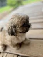 Captain Hook, a male Shih Tzu for sale in Jasper, FL – 10 of 10