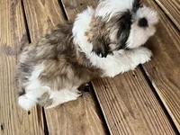Woody, a male Shih Tzu for sale in Jasper, FL – 7 of 10
