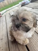 Captain Hook, a male Shih Tzu for sale in Jasper, FL – 7 of 10