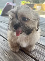 Captain Hook, a male Shih Tzu for sale in Jasper, FL – 6 of 10