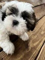 Woody, a male Shih Tzu for sale in Jasper, FL – 8 of 10