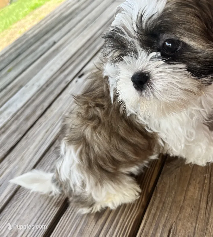 Woody – Shih Tzu puppy for sale in Jasper, FL
