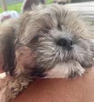 Captain Hook, a male Shih Tzu for sale in Jasper, FL – 2 of 10
