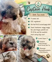 Captain Hook, a male Shih Tzu for sale in Jasper, FL – 8 of 10