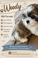 Woody, a male Shih Tzu for sale in Jasper, FL – 3 of 10