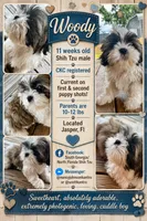 Woody, a male Shih Tzu for sale in Jasper, FL – 9 of 10