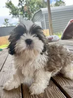 Woody, a male Shih Tzu for sale in Jasper, FL – 2 of 10