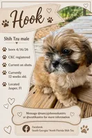 Captain Hook, a male Shih Tzu for sale in Jasper, FL – 3 of 10