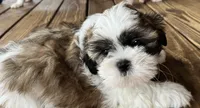 Woody, a male Shih Tzu for sale in Jasper, FL – 4 of 10