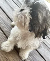 Woody, a male Shih Tzu for sale in Jasper, FL – 5 of 10
