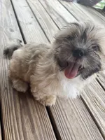 Captain Hook, a male Shih Tzu for sale in Jasper, FL – 9 of 10