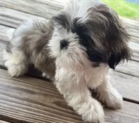 Woody, a male Shih Tzu for sale in Jasper, FL – 6 of 10