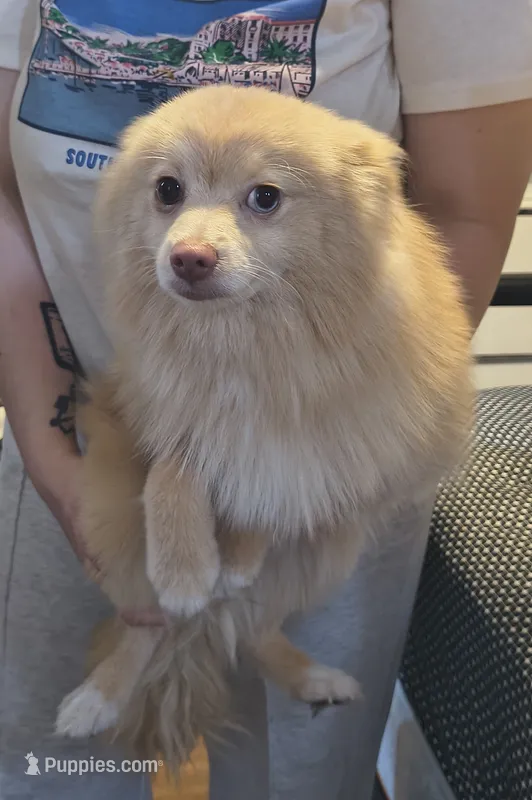 Howie – Pomeranian puppy for sale in Bartow, FL