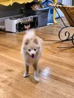 Howie, a male Pomeranian for sale in Bartow, FL – 4 of 4