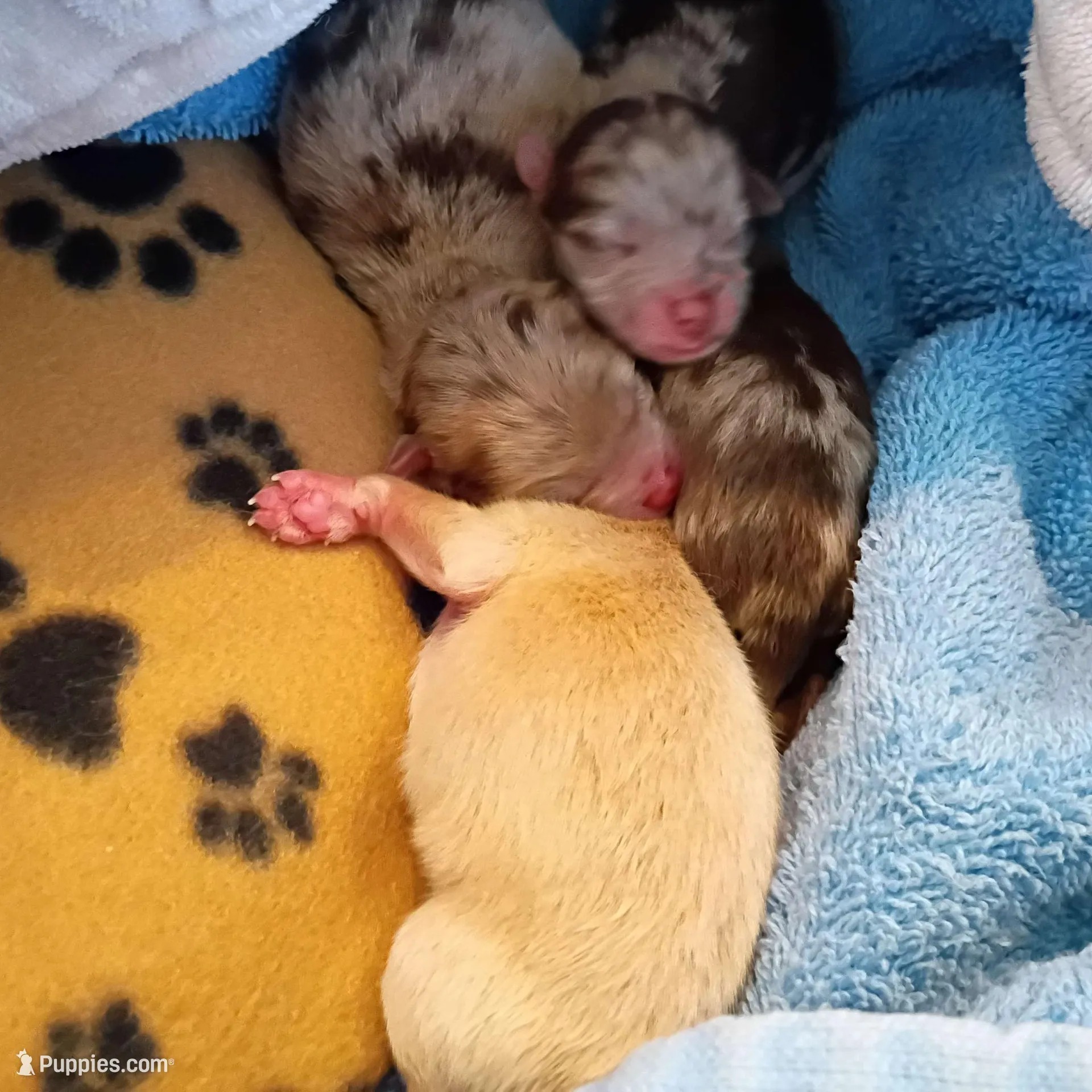 Howard, a male Pomeranian for sale in Bartow, FL – Photo 7 of 9