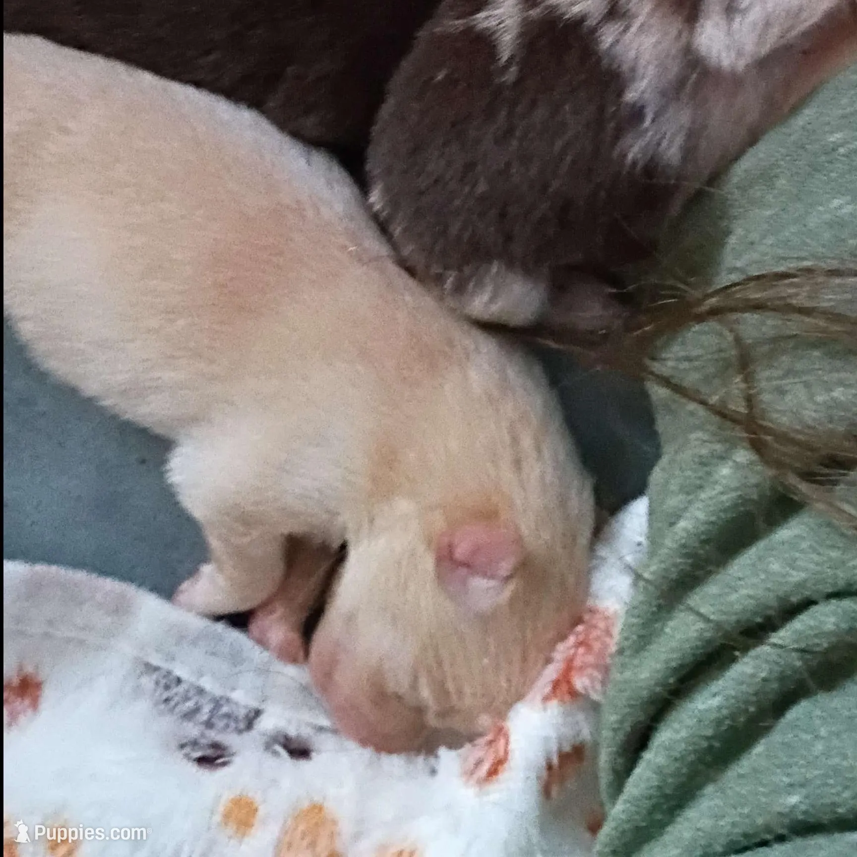 Howard, a male Pomeranian for sale in Bartow, FL – Photo 5 of 9