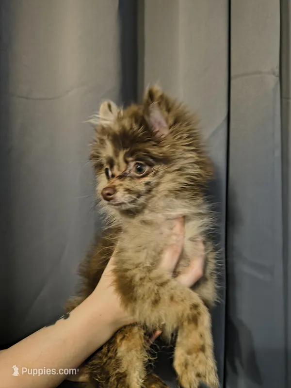 Denver – Pomeranian puppy for sale in Bartow, FL