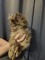 Denver, a male Pomeranian for sale in Bartow, FL – Photo 3 of 6