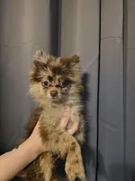 Denver, a male Pomeranian for sale in Bartow, FL – Photo 6 of 6