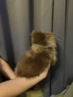 Denver, a male Pomeranian for sale in Bartow, FL – Photo 2 of 6