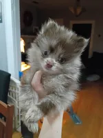 Denver, a male Pomeranian for sale in Bartow, FL – Photo 2 of 8
