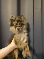 Denver, a male Pomeranian for sale in Bartow, FL – Photo 4 of 6