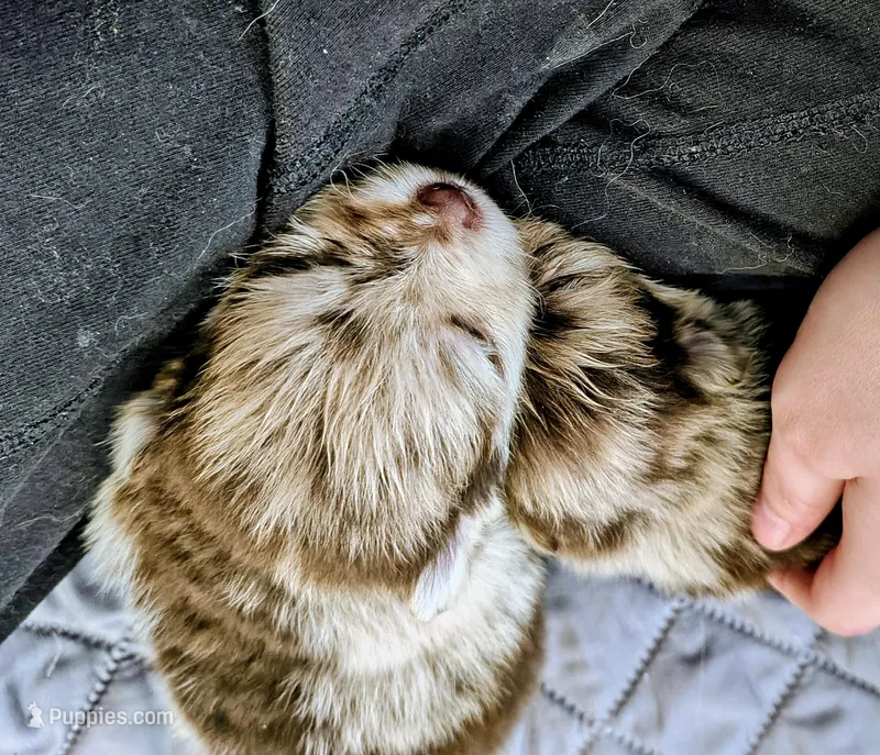 Denver – Pomeranian puppy for sale in Bartow, FL