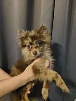 Denver, a male Pomeranian for sale in Bartow, FL – Photo 5 of 6