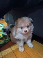 Lottie, a female Pomeranian for sale in Bartow, FL – Photo 4 of 10