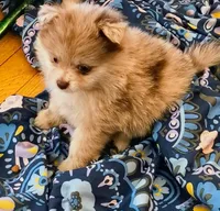 Lottie, a female Pomeranian for sale in Bartow, FL – Photo 1 of 10