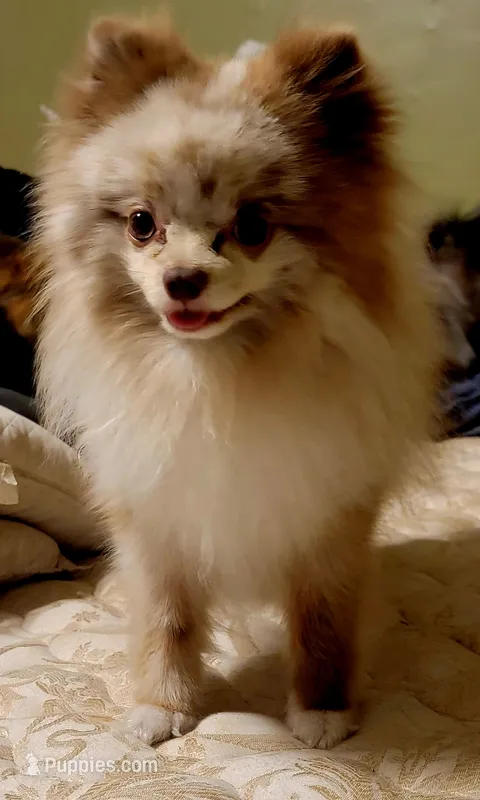BeauChephus – Pomeranian puppy for sale in Bartow, FL