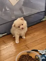 Howie, a male Pomeranian for sale in Bartow, FL – 2 of 3