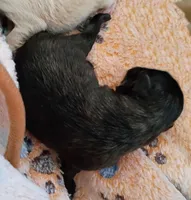 Jesse, a male Pomeranian for sale in Bartow, FL – Photo 5 of 7