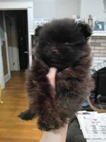 Jesse, a male Pomeranian for sale in Bartow, FL – Photo 1 of 7