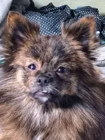 Jesse, a male Pomeranian for sale in Bartow, FL – Photo 6 of 7