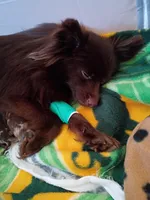 Creed, a male Pomeranian for sale in Bartow, FL – Photo 9 of 10