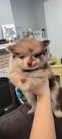 Creed, a male Pomeranian for sale in Bartow, FL – Photo 1 of 10