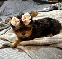 Lainey, a female Yorkshire Terrier for sale in Hot Springs, AR – Photo 5 of 6