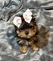 Lainey, a female Yorkshire Terrier for sale in Hot Springs, AR – Photo 3 of 6