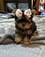 Lainey, a female Yorkshire Terrier for sale in Hot Springs, AR – Photo 2 of 6